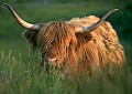 The Highland Cow