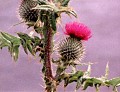 Scottish Thistle